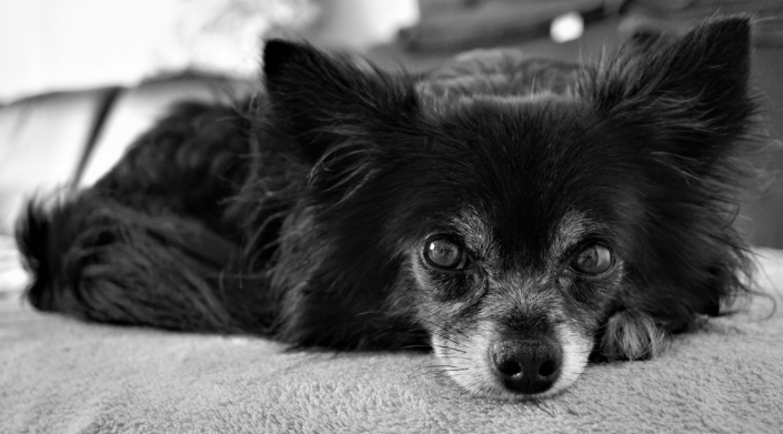 Keep Dog happy and safe at home