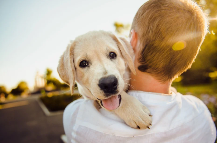 Tips to make your dog always happy
